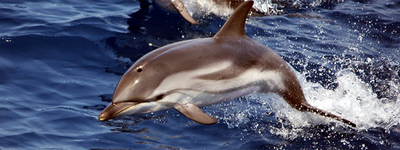 delfini dalla barca
